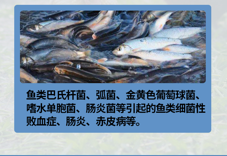 氟苯尼考20_08.jpg